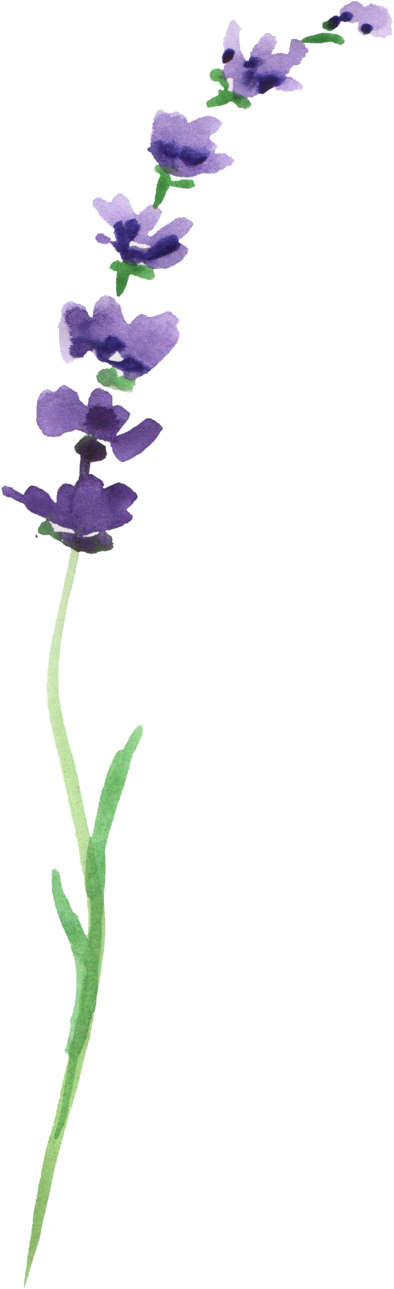 Report Abuse - Watercolor Painting (650x1998), Png Download