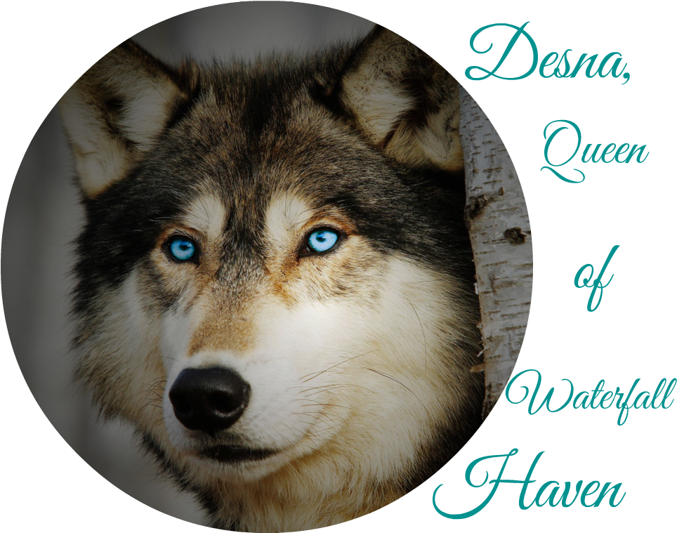 Wolf With Blue Eyes Nby Chrimbok-d6uqfjs - Wolves - Book (1024x768), Png Download