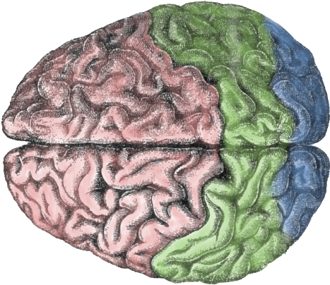 The Human Brain Is Divided Into Hemispheres And Cortexes - Brain Meditation: For True Productivity & Serenity (535x458), Png Download