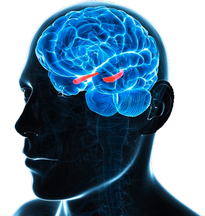 Bridging The Gap - Neurons Brain (400x421), Png Download