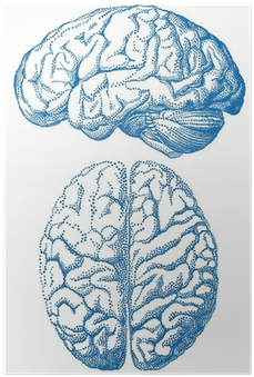 Realistic Human Brain Drawing (400x400), Png Download