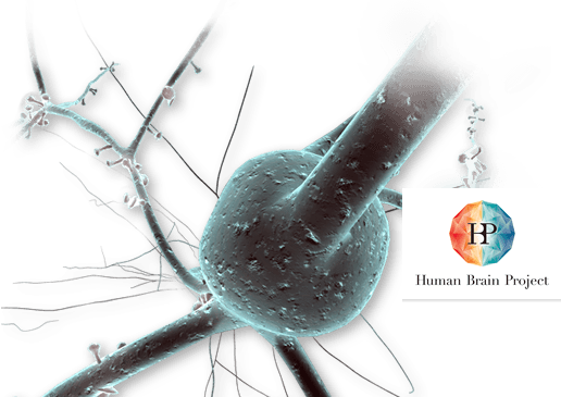 About The Human Brain Project - Human Brain Project (516x365), Png Download