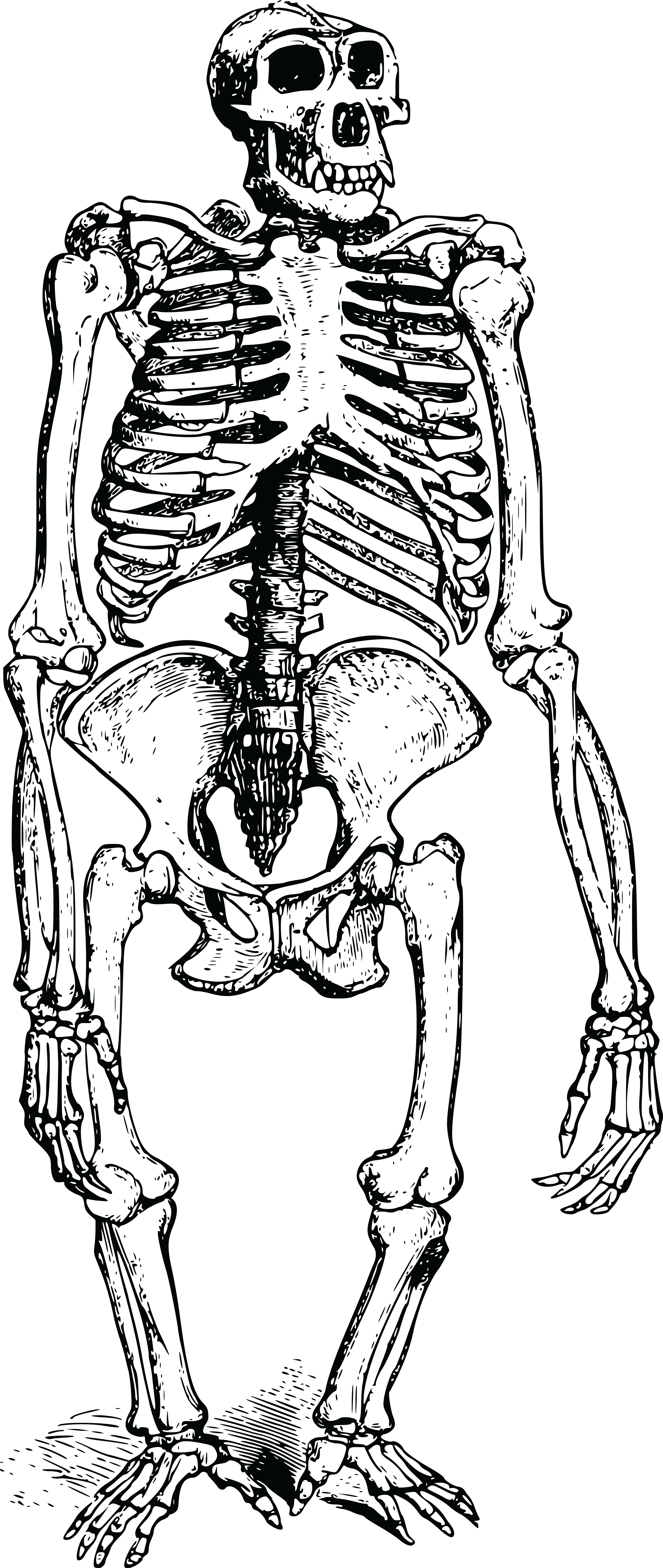 Skeleton Icons Png - Ape Skeleton (4000x9458), Png Download