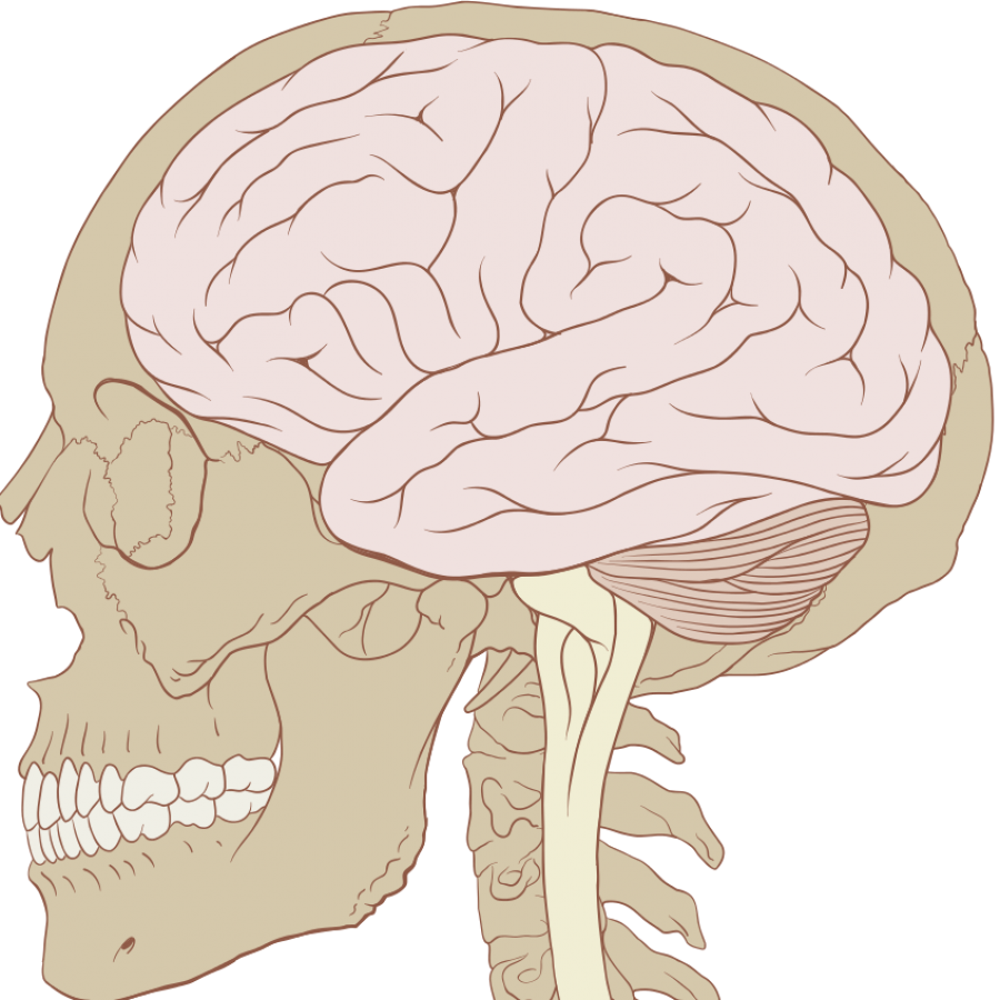 Understanding The Teenage Brain - Skull And Brain (900x900), Png Download