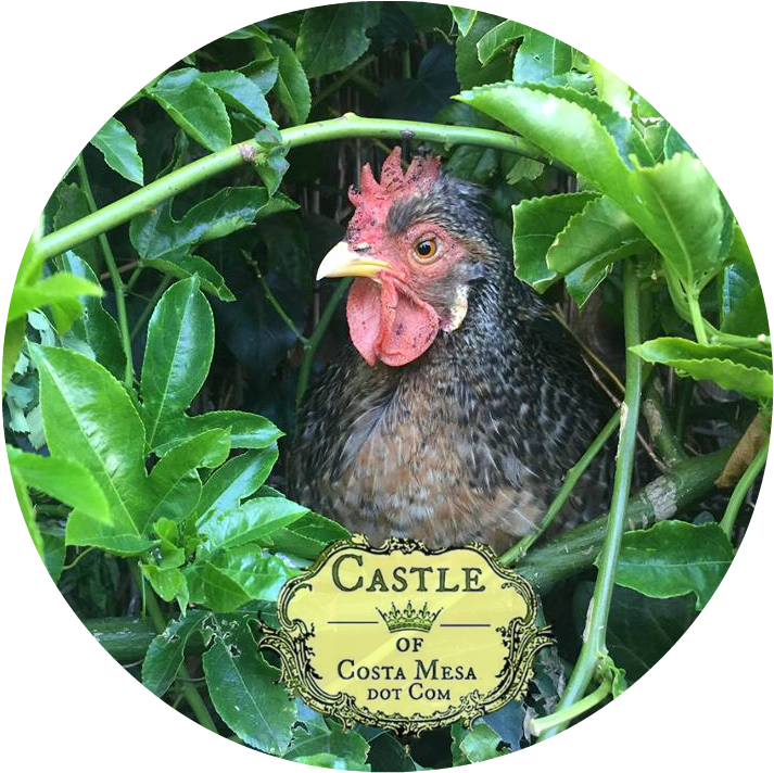 180414 Zuzu In Passiflora Vine Nest L - Vine (960x720), Png Download