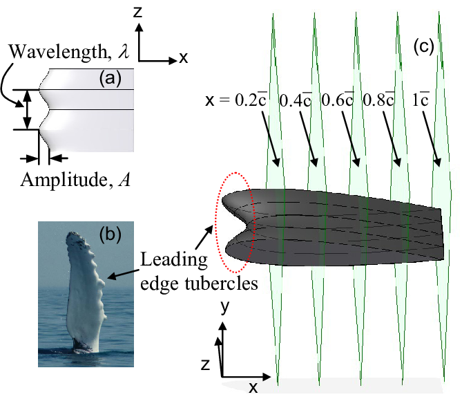 Tubercle Dimensions, (b) Humpback Whale Flipper, (c) - Tubercle Airfoil (669x574), Png Download