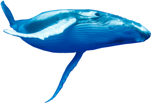 War Of The Whales Image Library Download - Migrating With The Humpback Whale (600x409), Png Download