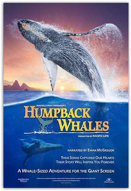 Humpback Whales Poster - Humpback Whales 2015 Dvd Cover (650x650), Png Download