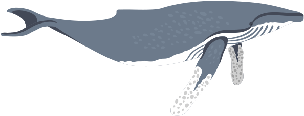 Humpback Whale (600x460), Png Download