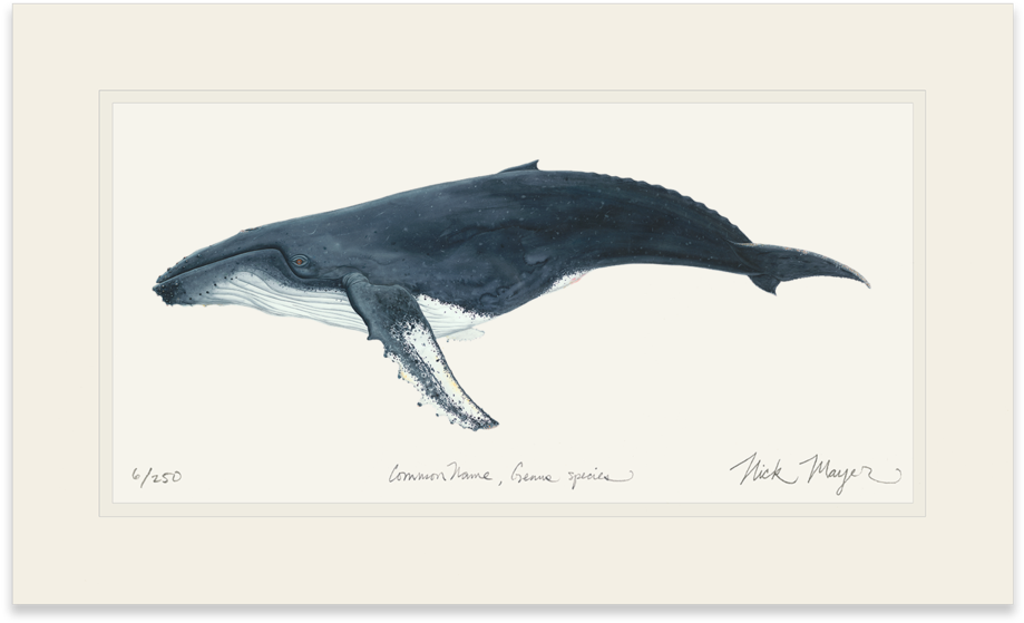 Humpback Whale - Humpback Whale Painting (1023x664), Png Download