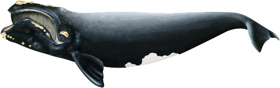 North Atlantic Right Whale (640x427), Png Download