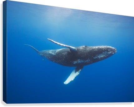 Humpback Whale Underwater - Humpback Whale (megaptera Novaeangliae) Underwater; (429x344), Png Download
