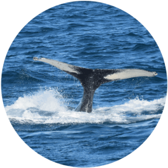 Whale Watchin In Reykjavik - Reykjavik Sailors (350x350), Png Download