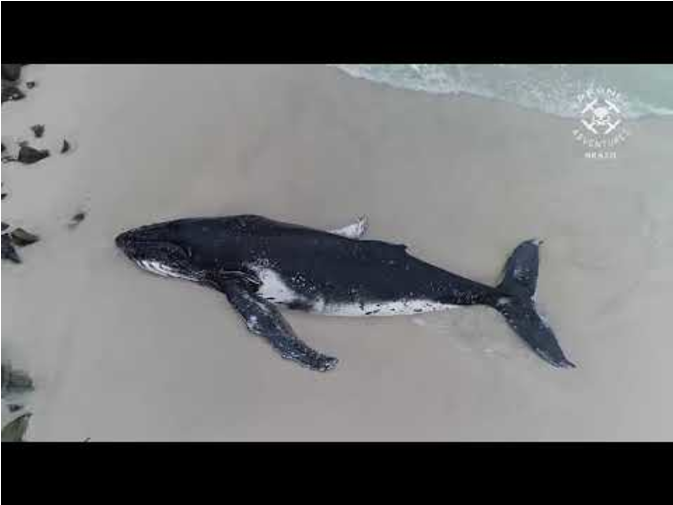 Rescue Team Works To Save Humpback Whale In Praia Grande - Humpback Whale (896x504), Png Download