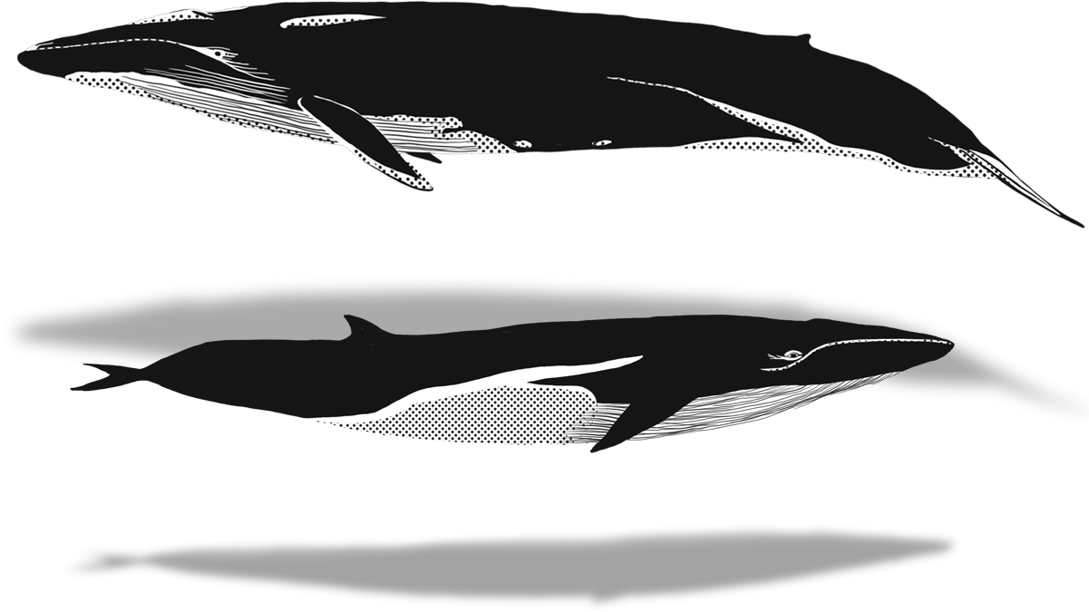 2018 - Killer Whale (1200x813), Png Download