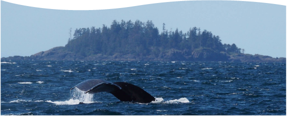 Whales04 - Humpback Whale (570x231), Png Download