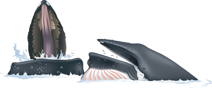 Humpbacks Chase Their Prey Up To The Surface And Emerge - Humpback Whale (889x370), Png Download