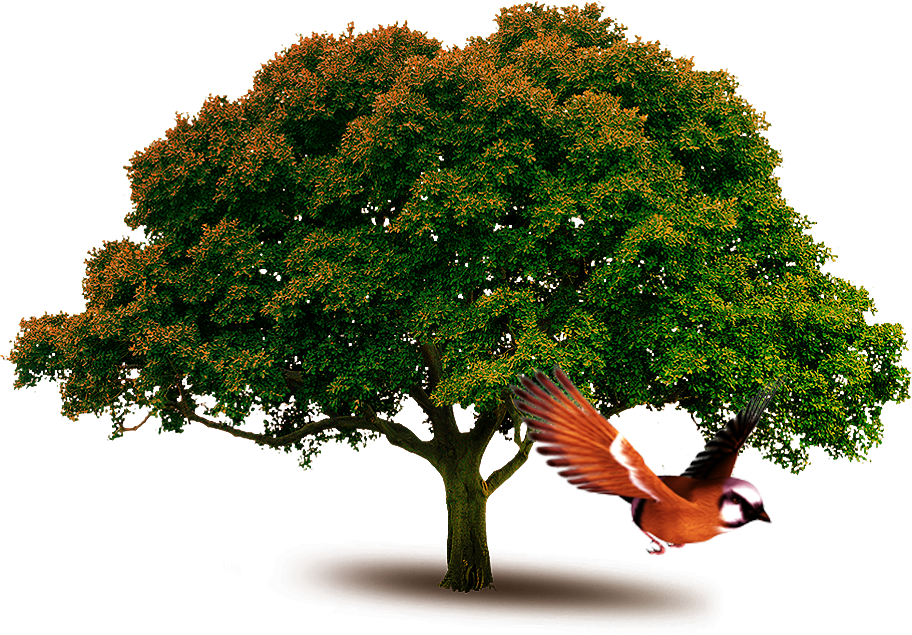 Tree Importance In Hindi (912x635), Png Download