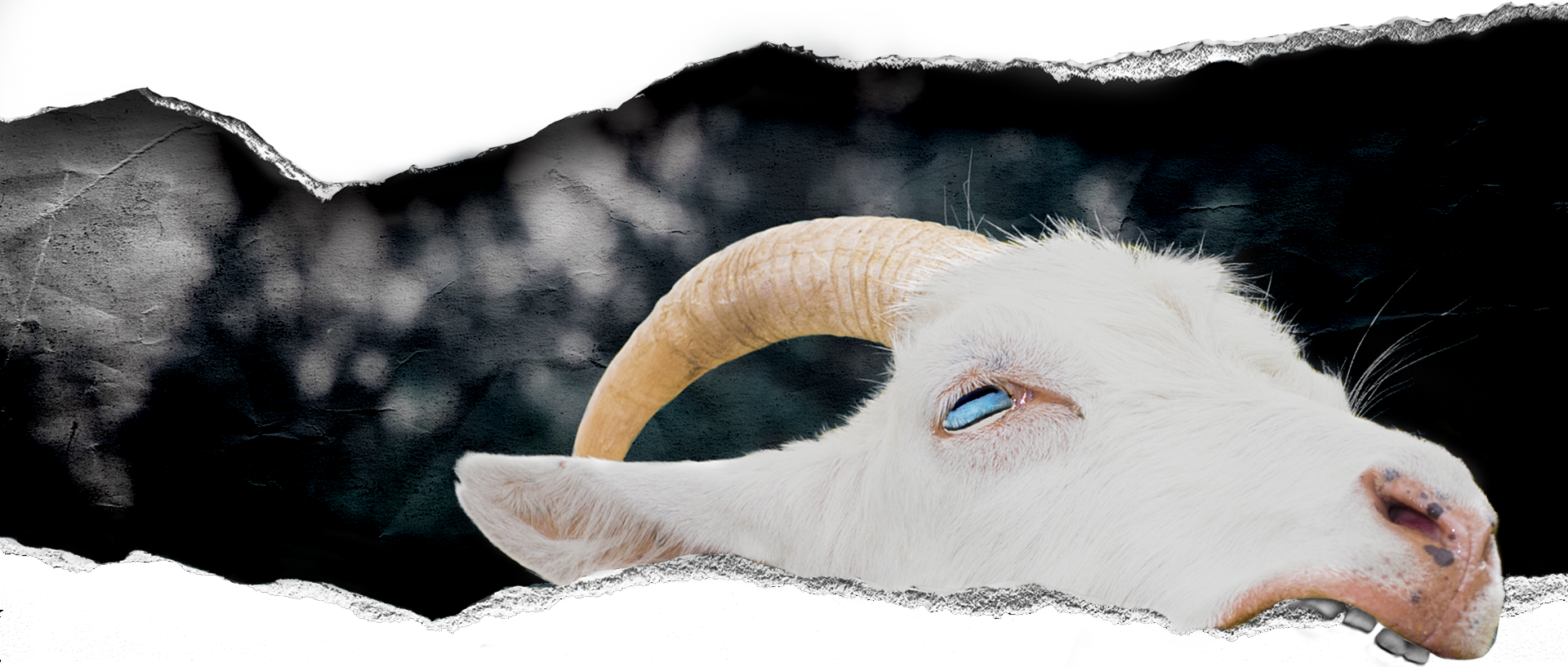 Cocaine Goat (1920x817), Png Download