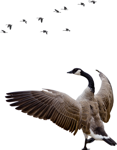 Goose Png - Transparent Goose Png (389x510), Png Download