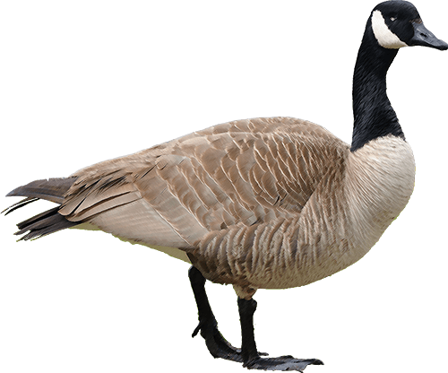 Goose Transparent Image - Canadian Goose Png (500x416), Png Download