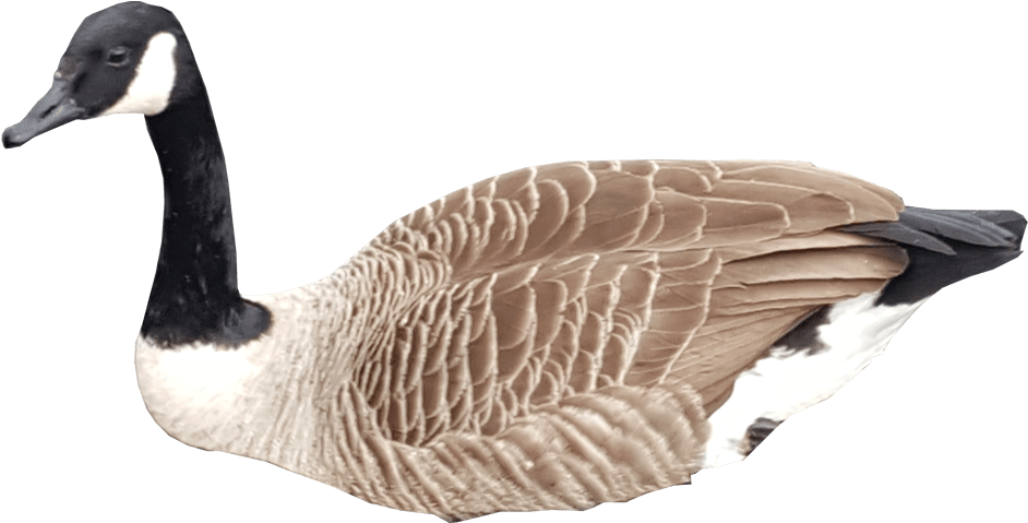 Canadian Goose Swimming No Background - Goose Sitting Png (1000x600), Png Download