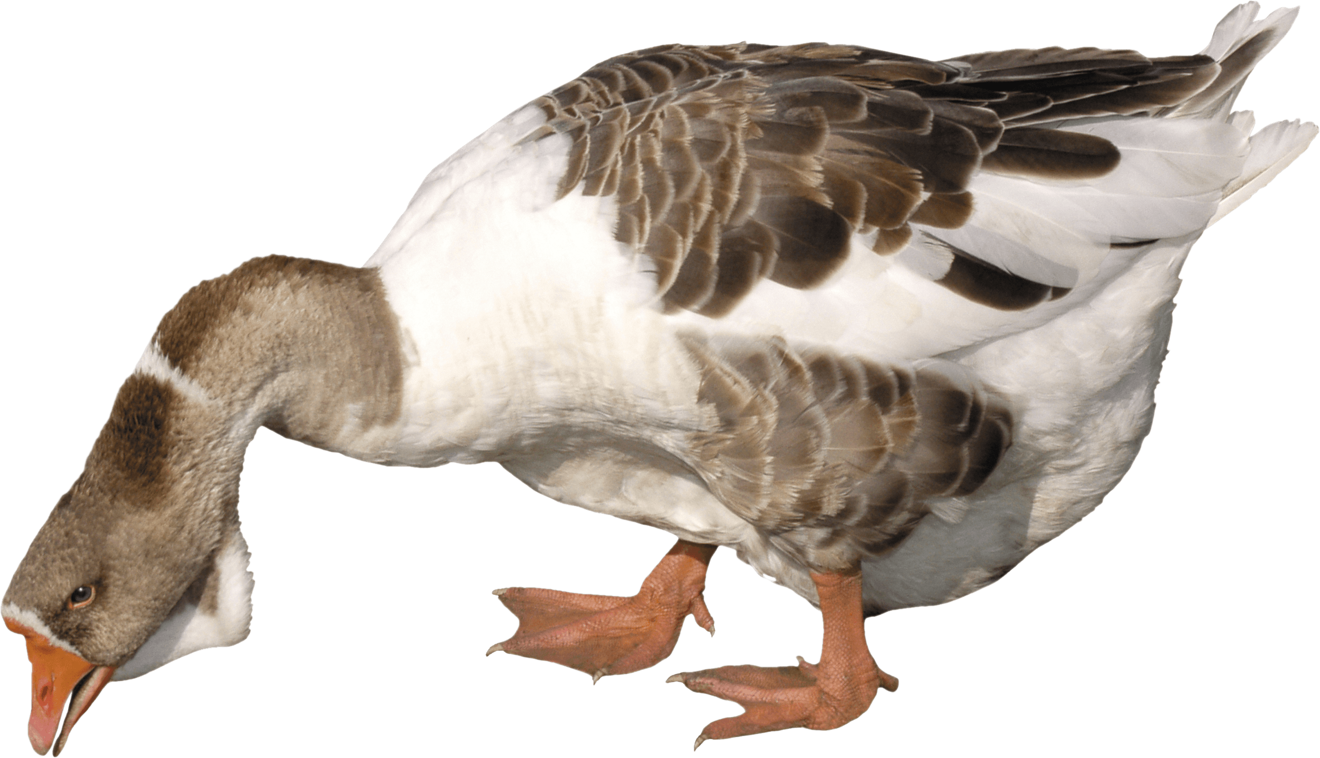 Goose Png (2574x1478), Png Download