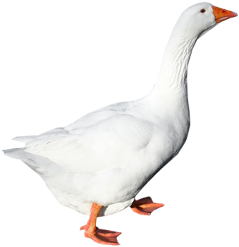 White Goose Png (445x355), Png Download