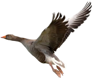 Last Day Fluidmask - Flying Geese No Background (530x300), Png Download
