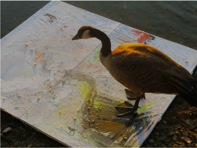 Goose - Duck (800x800), Png Download