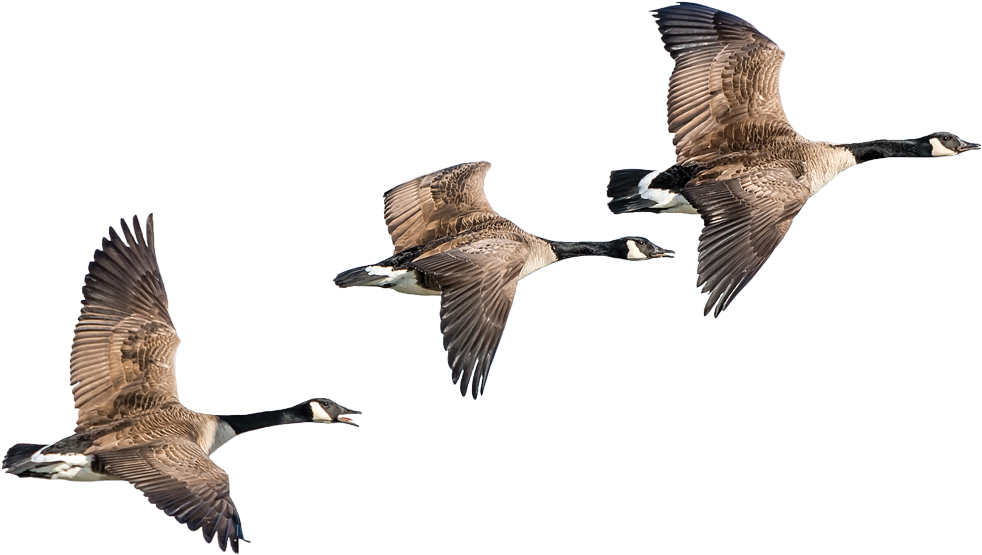 Goose (1000x563), Png Download