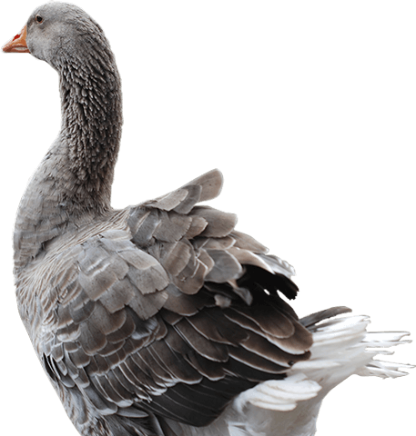 Gosling Goose Png Download - Goose (457x480), Png Download