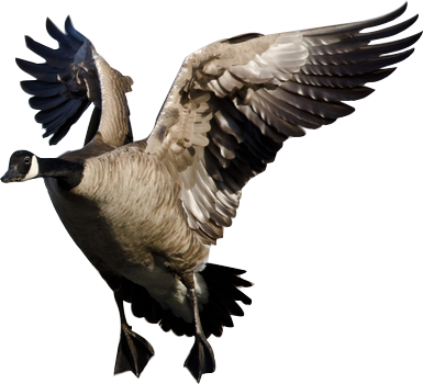 We Invite You To Spend A Few Days Goose Hunting With - Canada Goose (385x350), Png Download