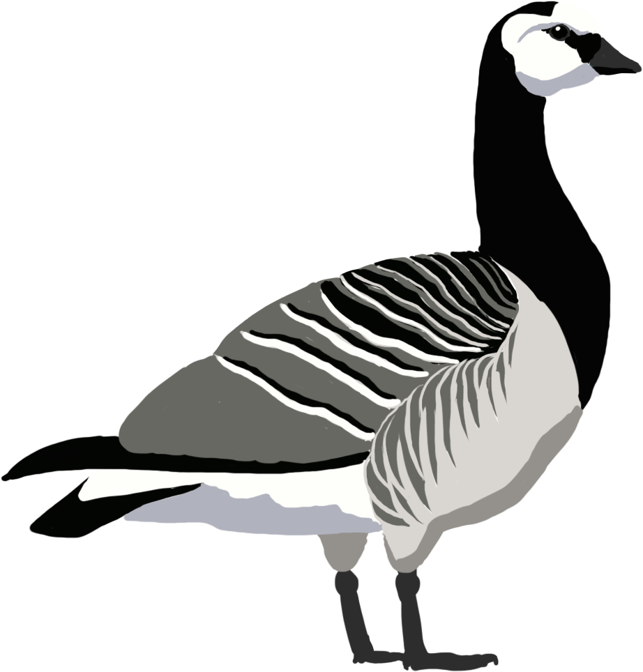Duck (1218x1218), Png Download