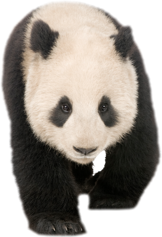 Panda Walking - Giant Panda (546x800), Png Download