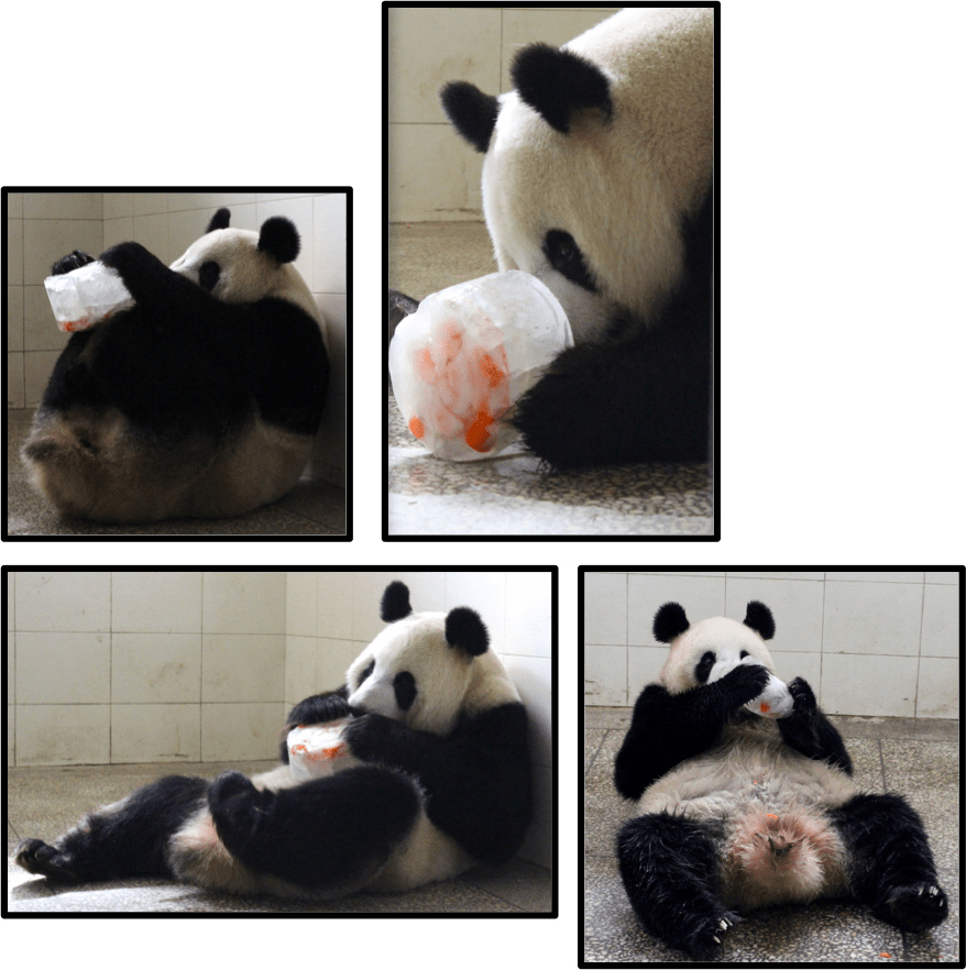 Panda Base Where We'll Will Teach You About Our Research, - Panda (878x882), Png Download