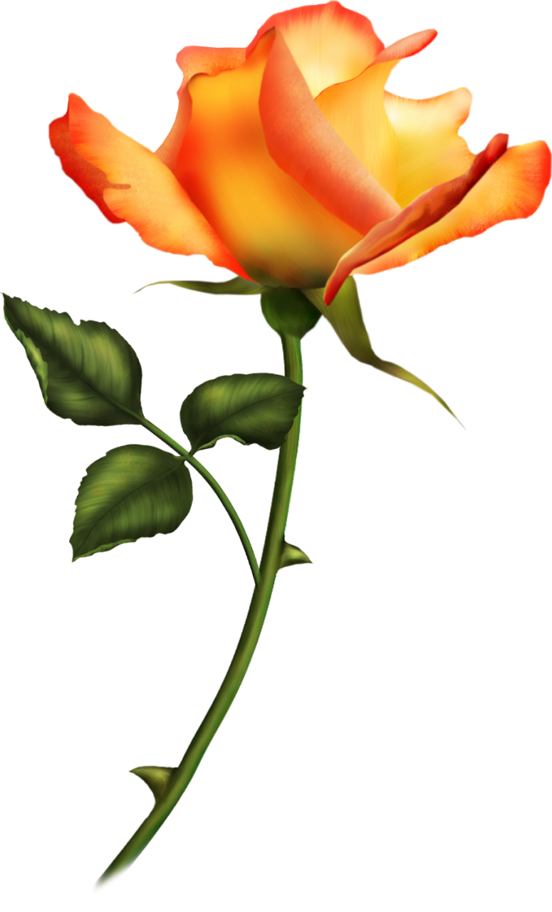 Láminas Vintage,antiguas,retro Y Por El Estilo - Talo De Flor Png (775x1280), Png Download