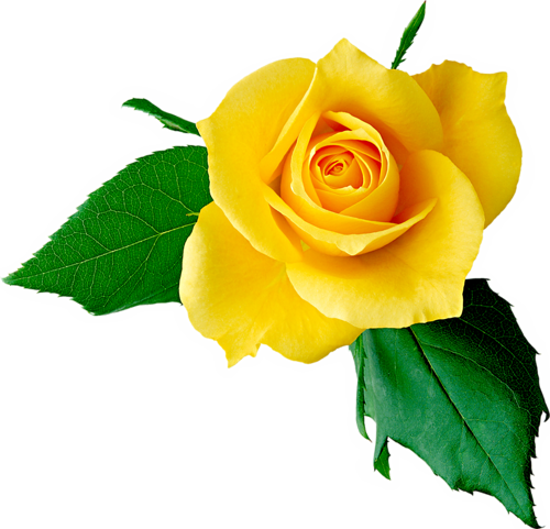 0 13395d 92b00aa2 L - Yellow Rose In Hd (500x481), Png Download