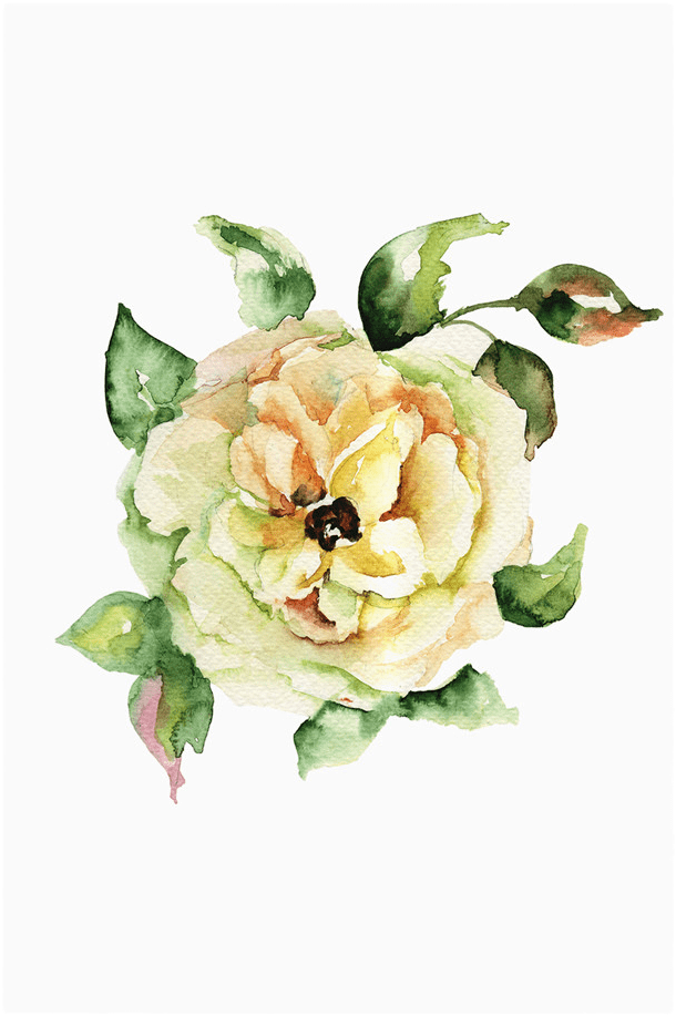 The Yellow Rose Print - Garden Roses (2000x1036), Png Download