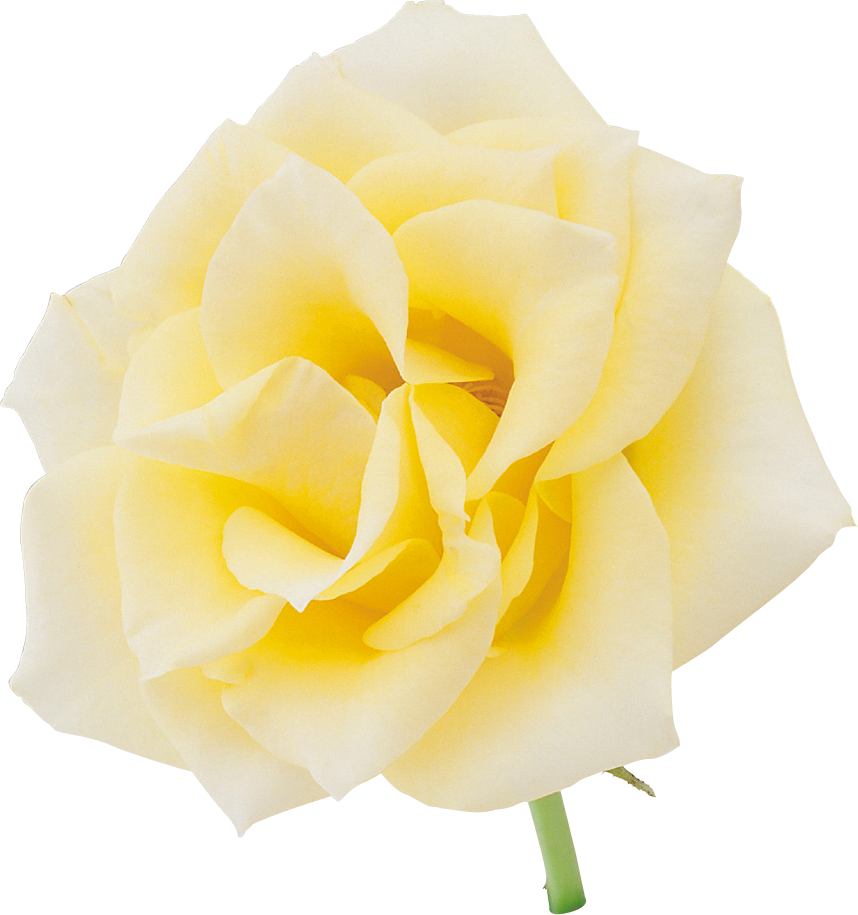 Picture Suggestion For Yellow Rose Png - Photograph (858x915), Png Download