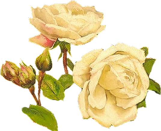 Yellow Roses - Yellow Flower Png Vintage (566x545), Png Download