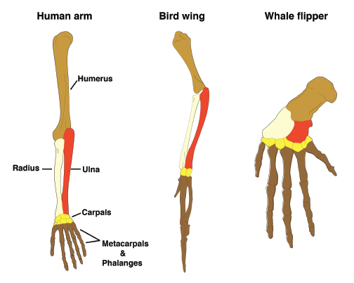 Pentadactyl Limbs Of Vertebrates (672x402), Png Download