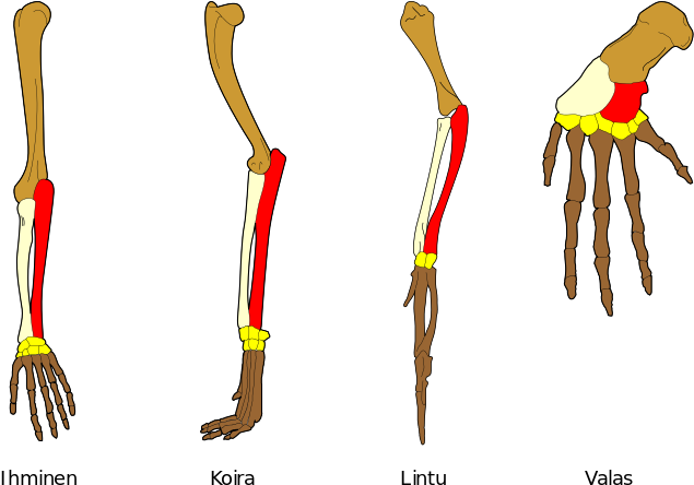 Homology Vertebrates - Illustration Of Homologous Structure (726x517), Png Download