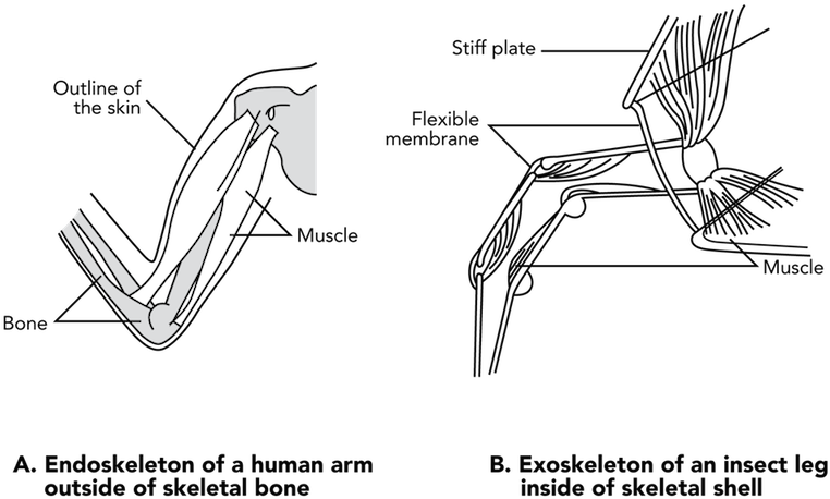 <p><strong>fig - 3 - 74 - </strong> Muscle Attachment - Car (800x474), Png Download