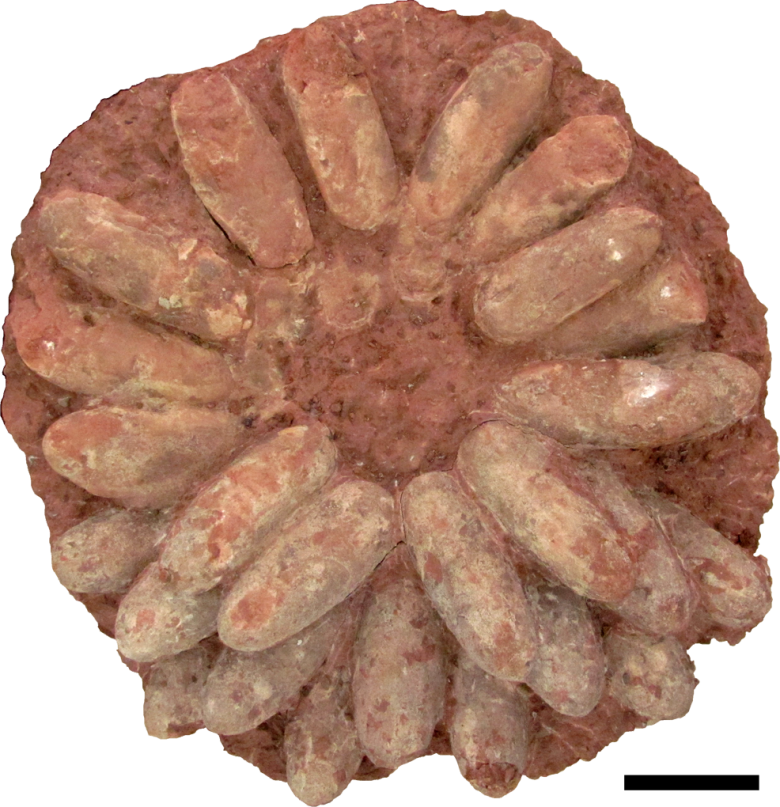 Oviraptorosaur-nest - Fossilized Dinosaur Nest (780x807), Png Download