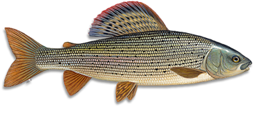 Kupa Fly Fishing Logo - Fly Fishing (542x230), Png Download