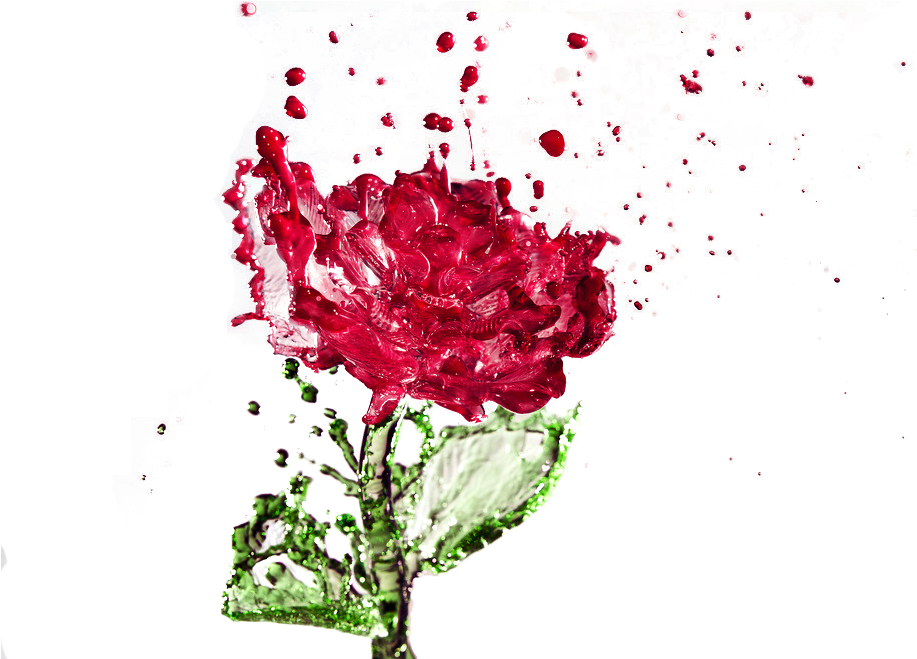 Image Stock Distilled Water Rose Drop Creative Transprent - Water Rose (1024x683), Png Download