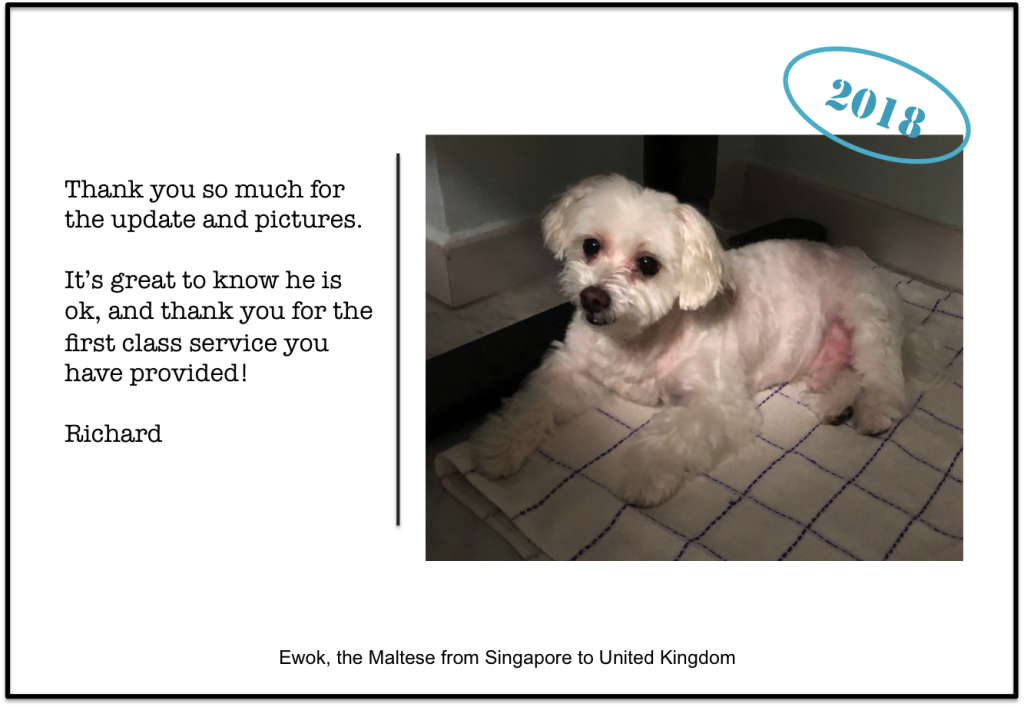 American Cocker Spaniel Dog From Singapore To London - Pet (1024x707), Png Download