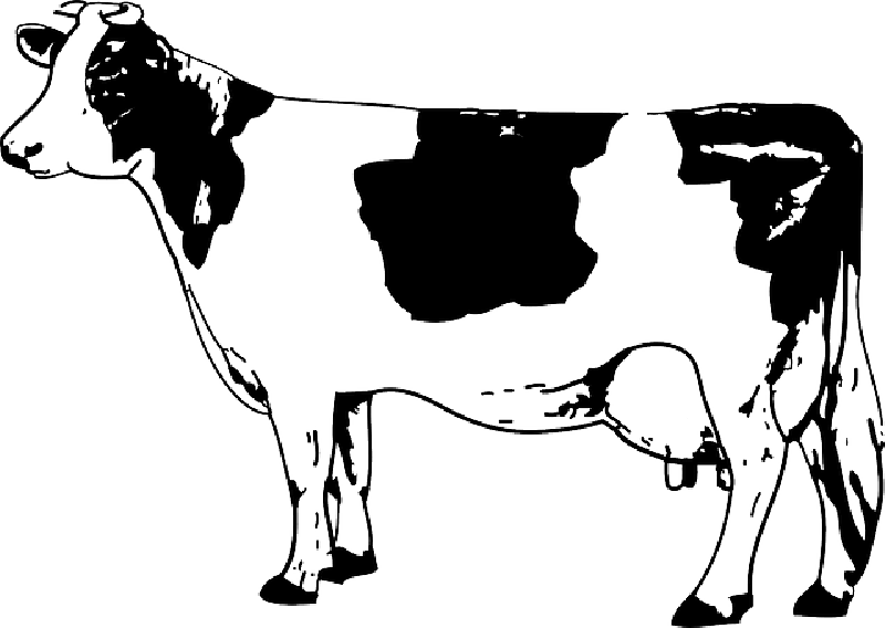 Mb Image/png - Cow Clipart Black And White (800x568), Png Download