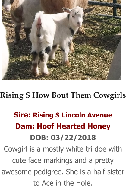 Rising S How Bout Them Cowgirls Sire - Goat (418x616), Png Download